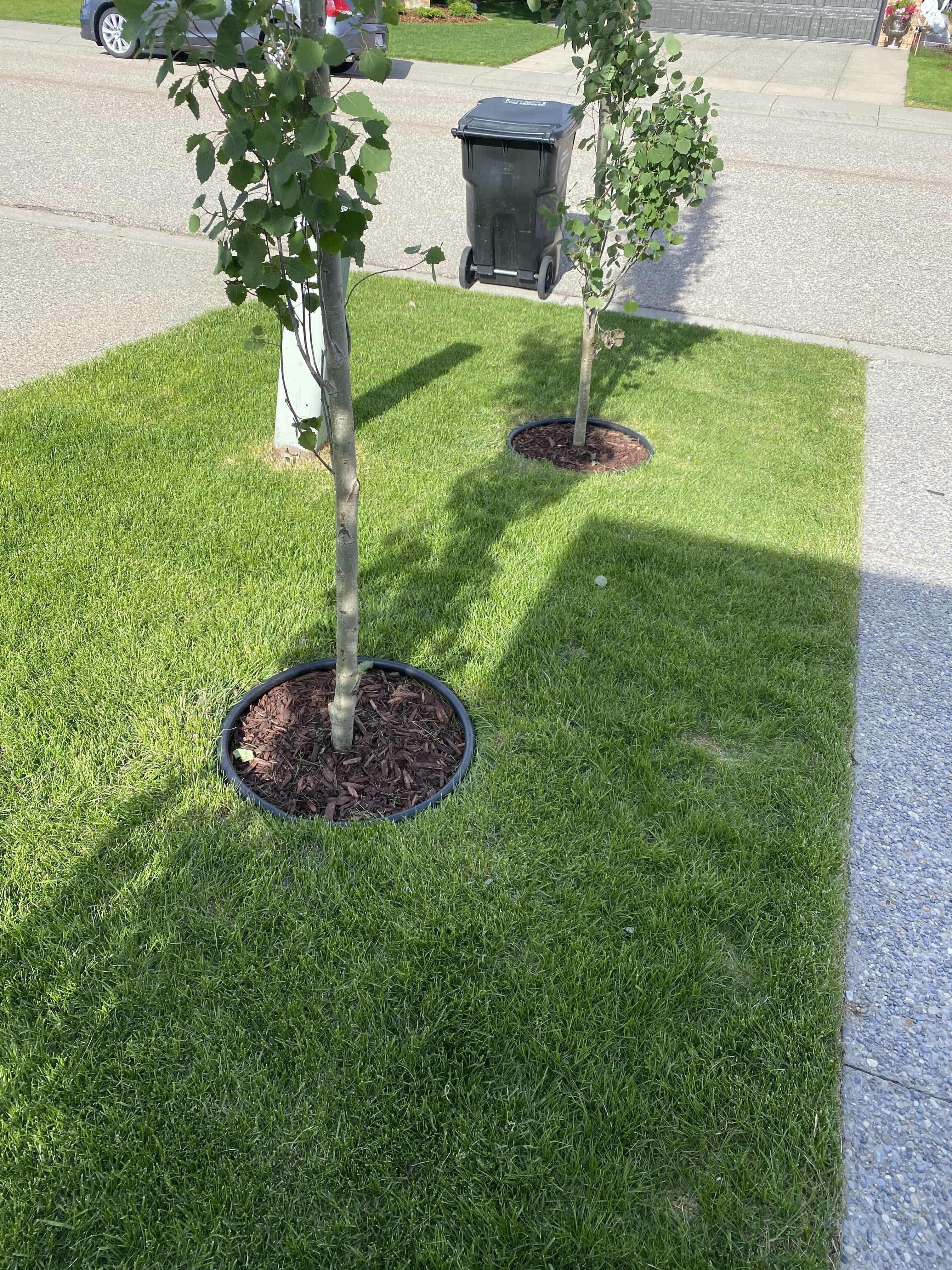 Planted trees in frontyard